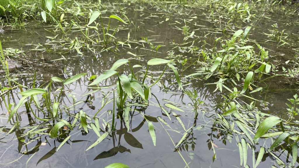 麻機遊水地ってどんな場所？