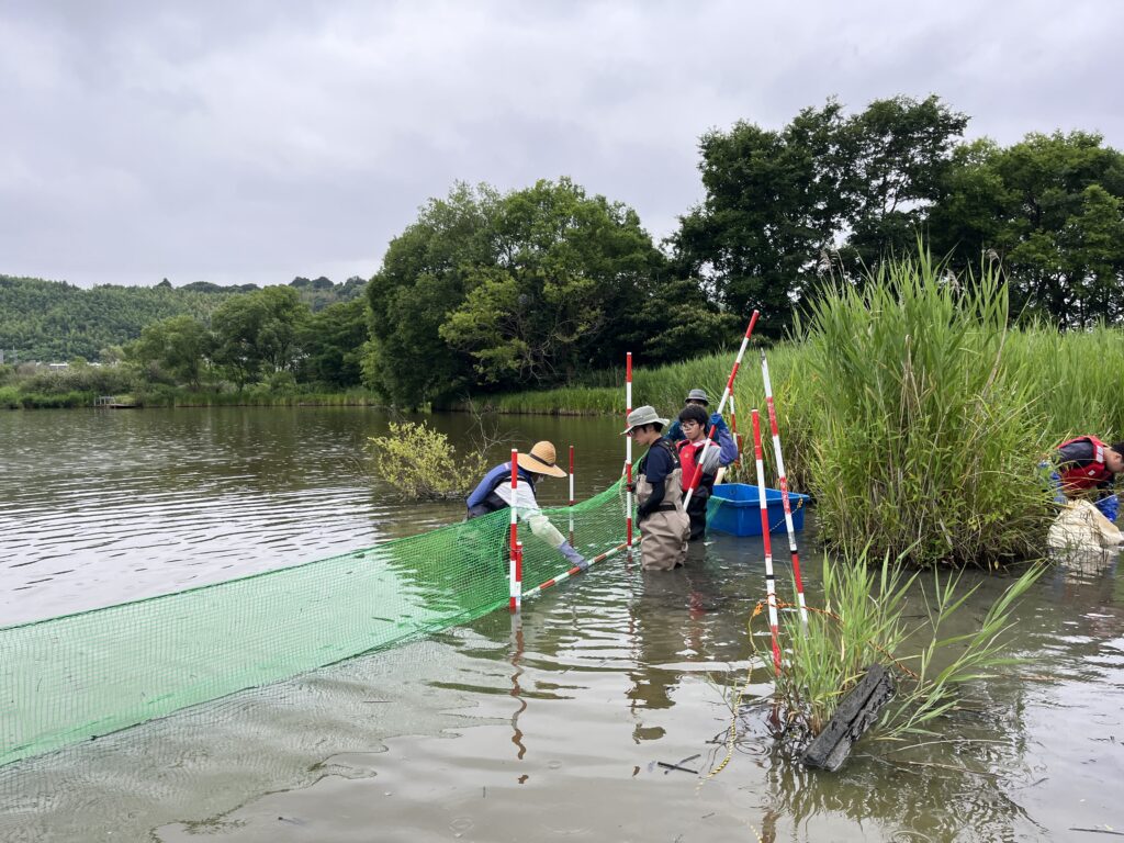 ナガエツルノゲイトウ防除活動