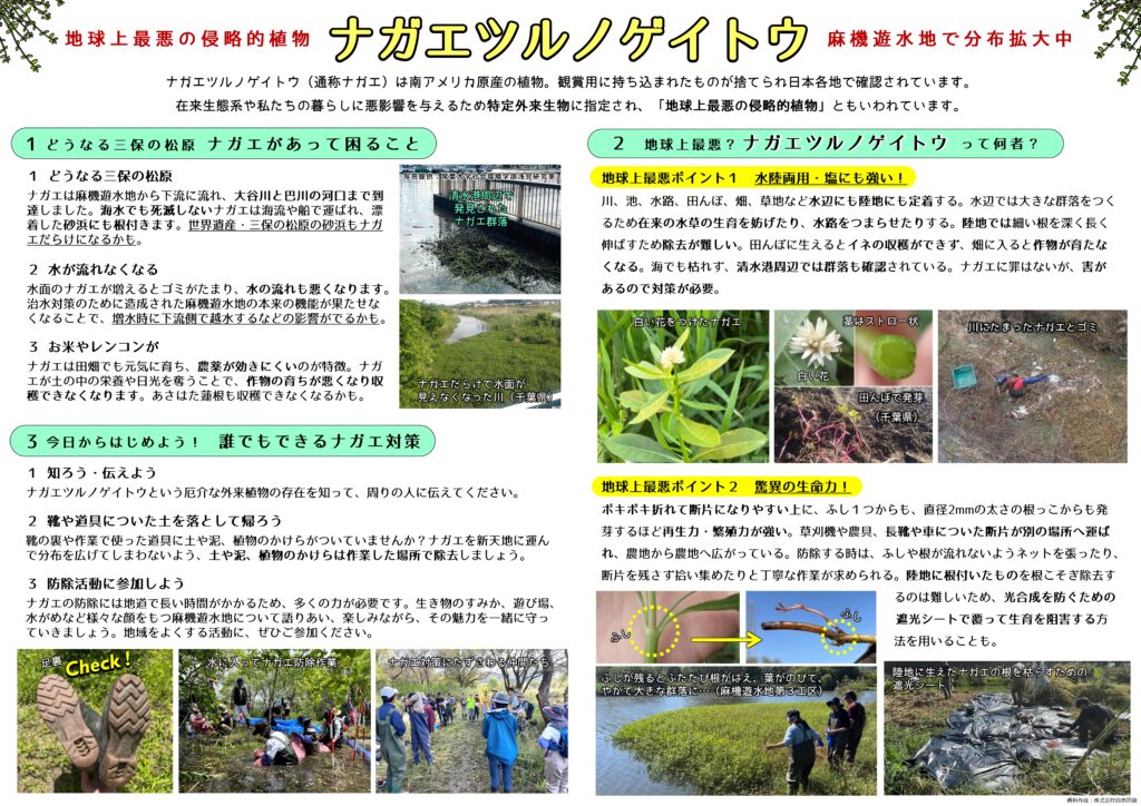 ナガエツルノゲイトウ防除活動